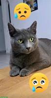 Graue Russisch Blau Katze vermisst