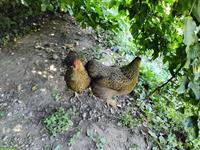 2 Zwerg Wyandotten Hennen zu verkaufen