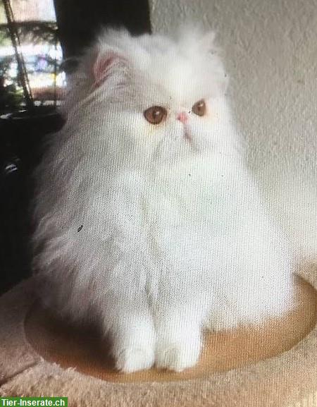 Reinrassige Perserkatzen und Kitten abzugeben