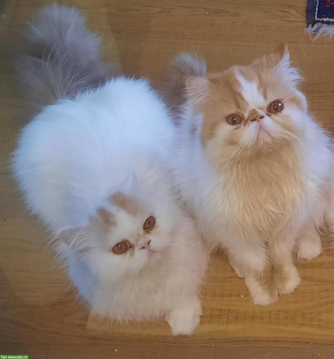Bild 5: Reinrassige Perserkatzen und Kitten abzugeben