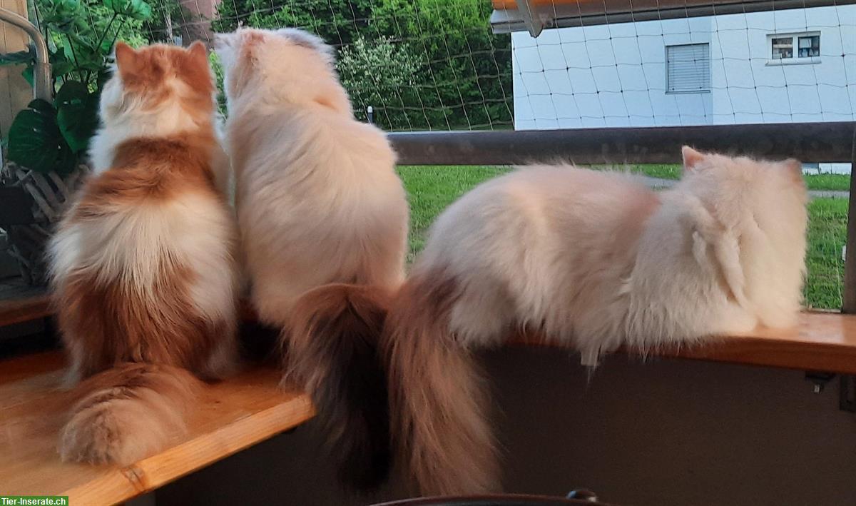 Bild 6: Reinrassige Perserkatzen und Kitten abzugeben