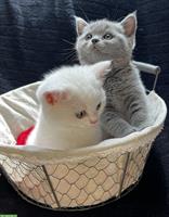 BKH Kitten weiblich in lilac & weiss kein grau