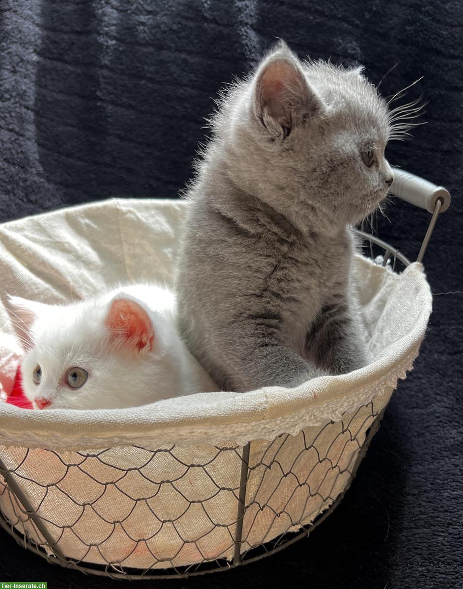 Bild 2: BKH Kitten weiblich in lilac & weiss kein grau