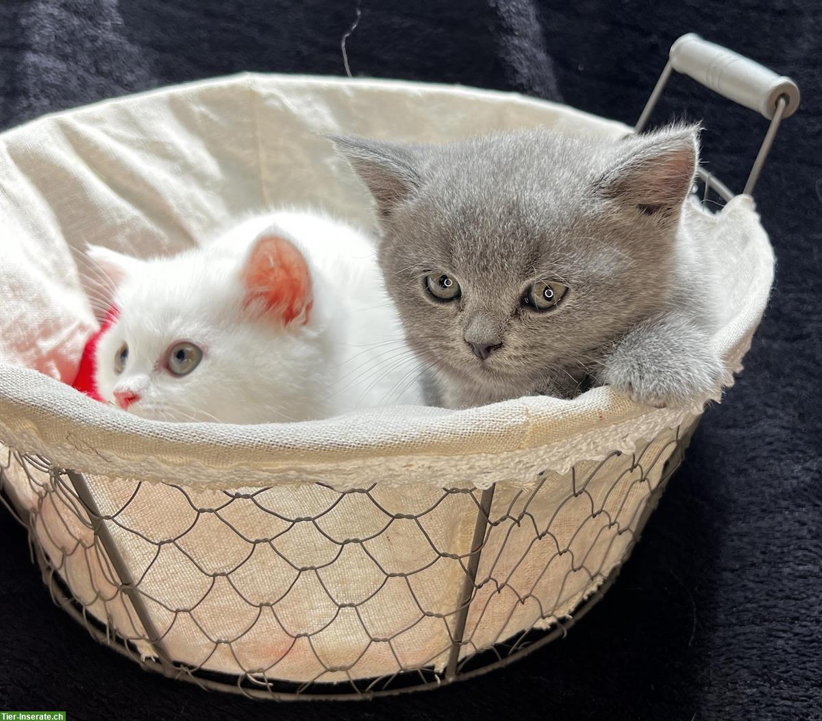 Bild 3: BKH Kitten weiblich in lilac & weiss kein grau