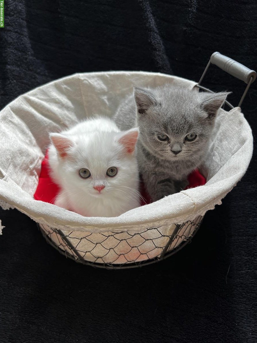 Bild 5: BKH Kitten weiblich in lilac & weiss kein grau