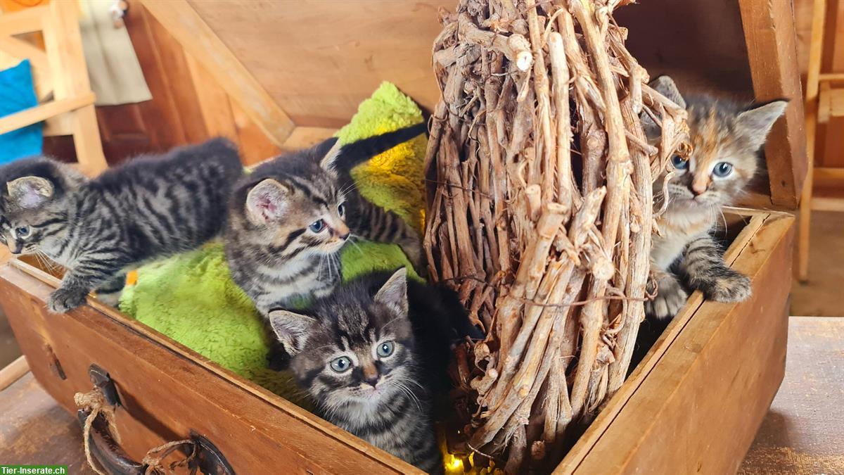 Kätzchen Jungtiere suchen ein Zuhause