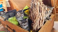 Kätzchen Jungtiere suchen ein Zuhause