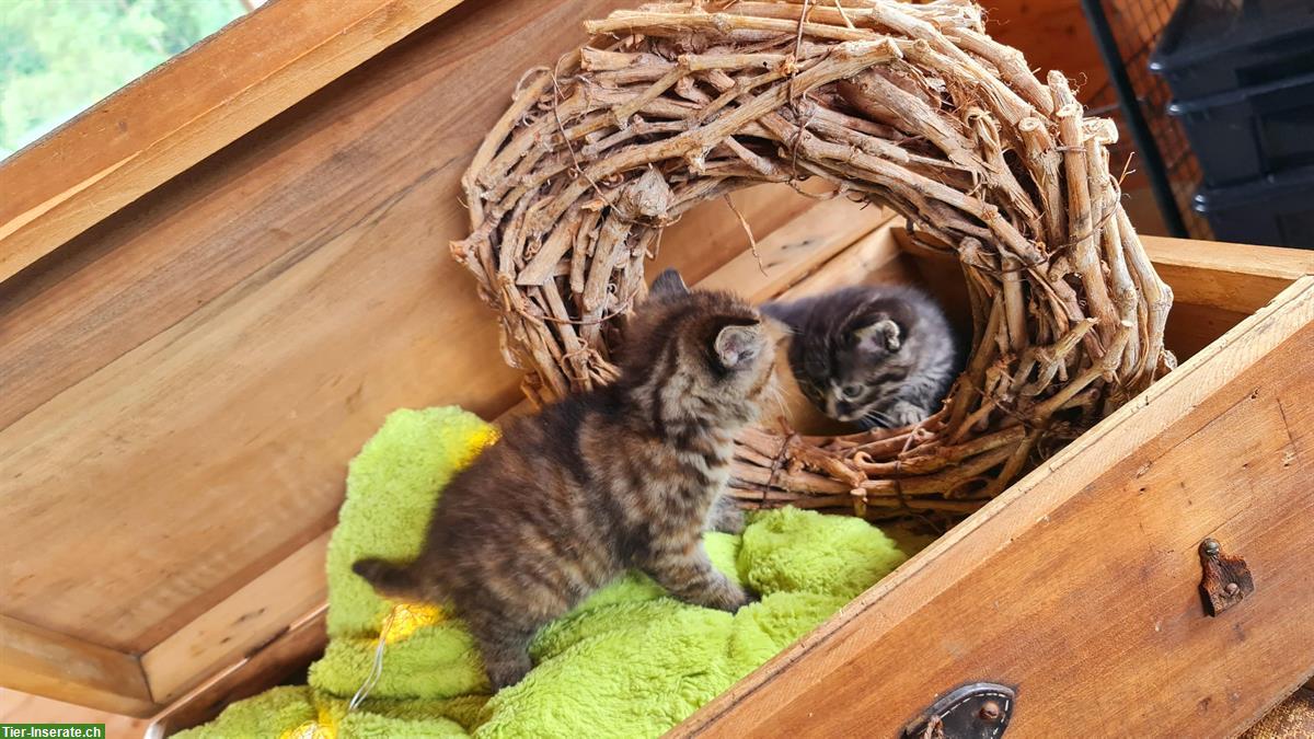 Bild 2: Kätzchen Jungtiere suchen ein Zuhause