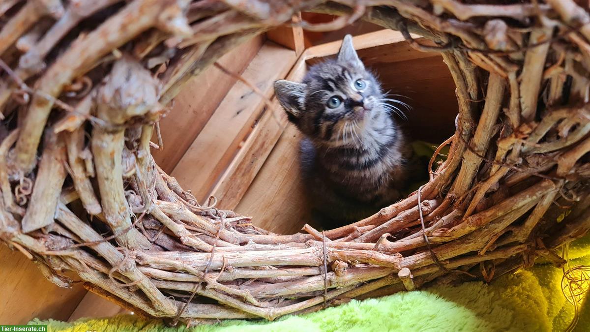 Bild 3: Kätzchen Jungtiere suchen ein Zuhause