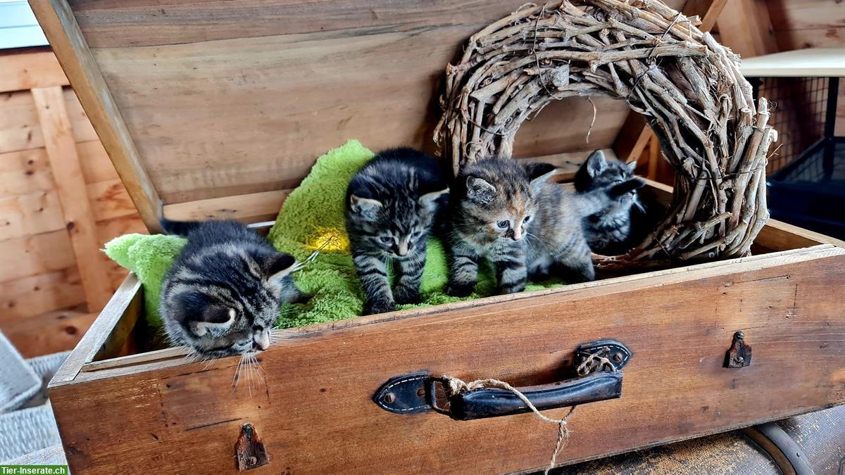 Bild 4: Kätzchen Jungtiere suchen ein Zuhause