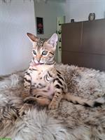 Junger Bengal Kater mit Stammbaum abzugeben