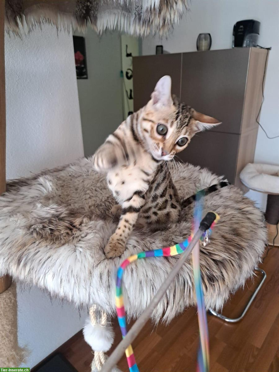 Bild 2: Junger Bengal Kater mit Stammbaum abzugeben