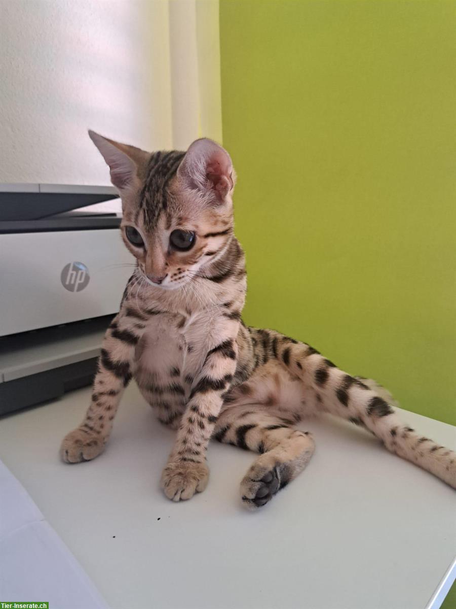 Bild 3: Junger Bengal Kater mit Stammbaum abzugeben