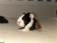 Junge Meerschweinchen Weibchen