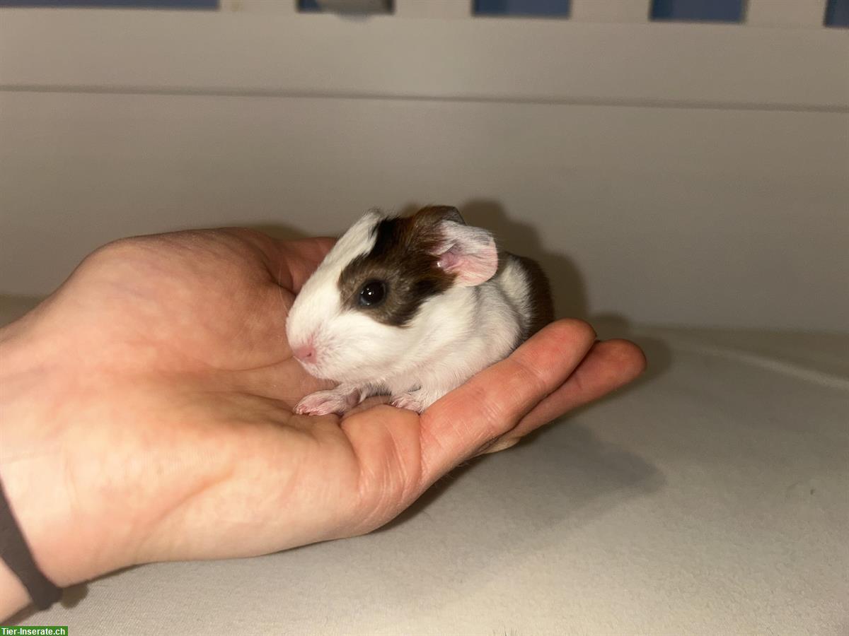 Bild 2: Junge Meerschweinchen Weibchen