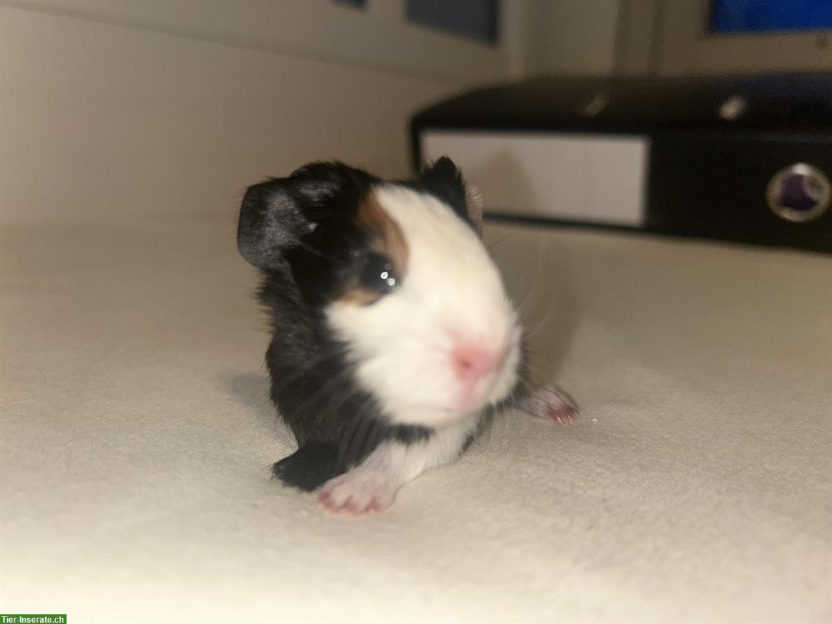 Bild 4: Junge Meerschweinchen Weibchen