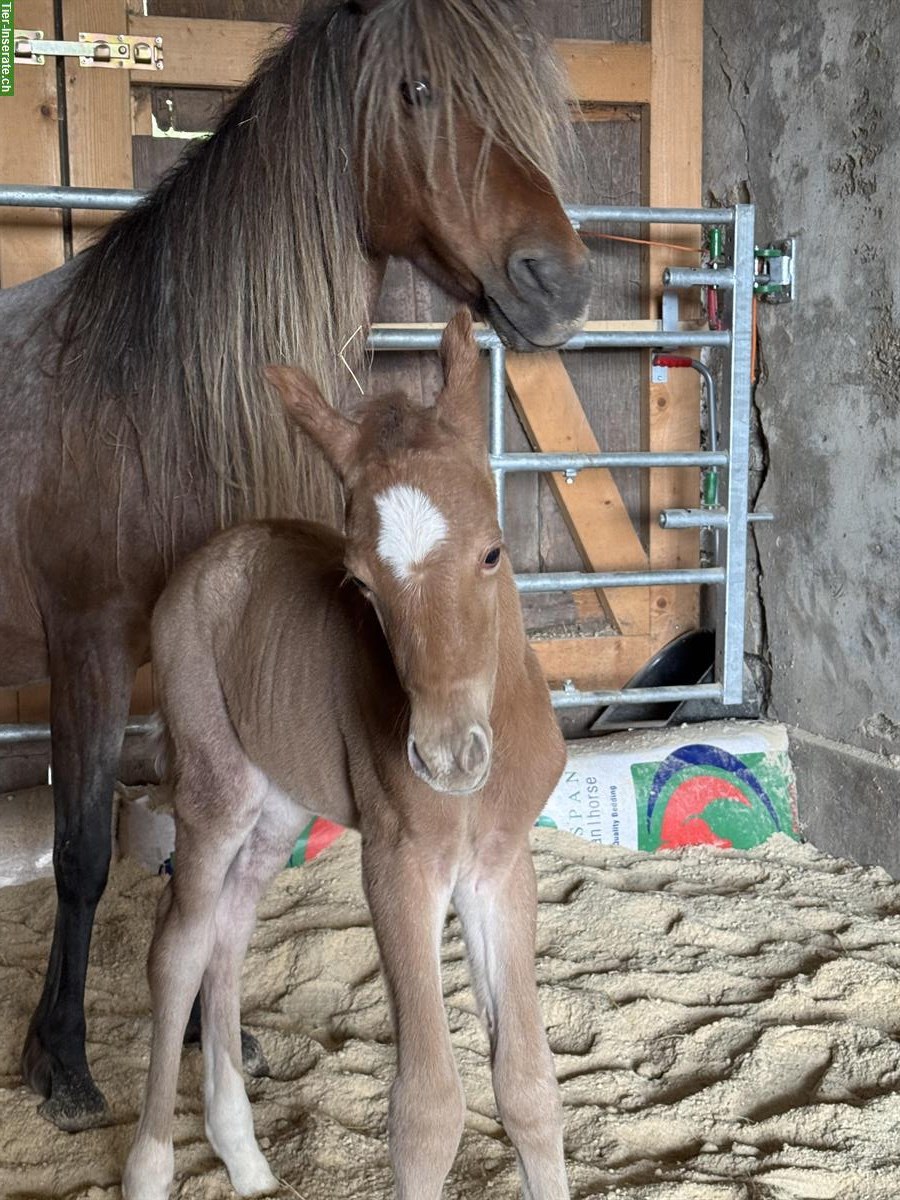 Partbred Araber Hengstfohlen 82%