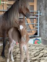 Partbred Araber Hengstfohlen 82%