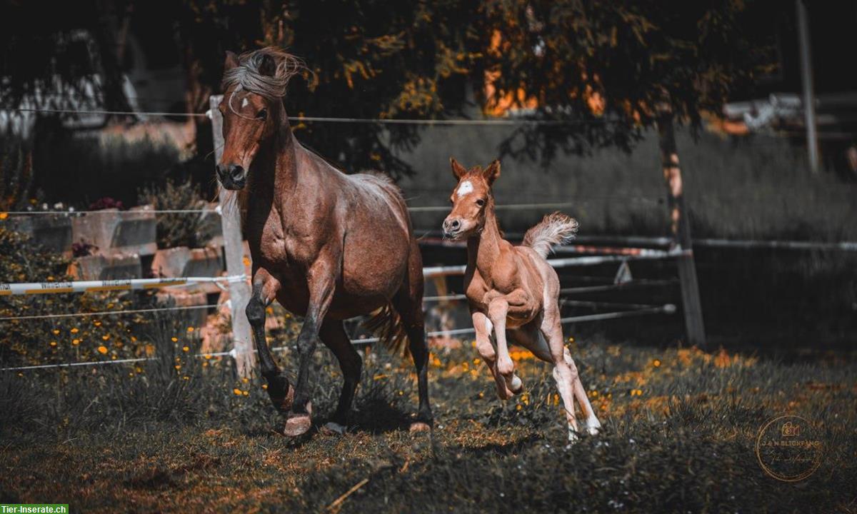 Bild 2: Partbred Araber Hengstfohlen 82%