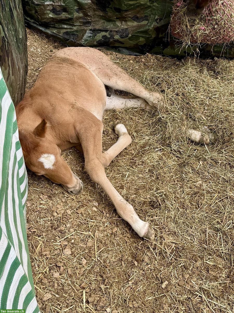 Bild 4: Partbred Araber Hengstfohlen 82%