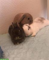 2 Kaninchen 4-jährig suchen ein Zuhause