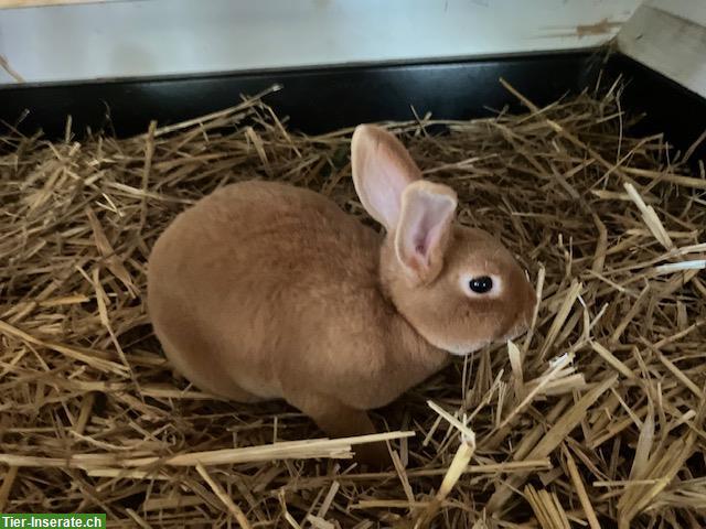 Junge kleine Gold Rexe Kaninchen, reinrassig!