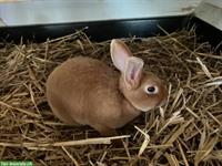 Junge kleine Gold Rexe Kaninchen, reinrassig!