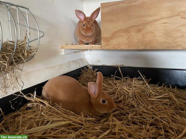 Bild 3: Junge kleine Gold Rexe Kaninchen, reinrassig!