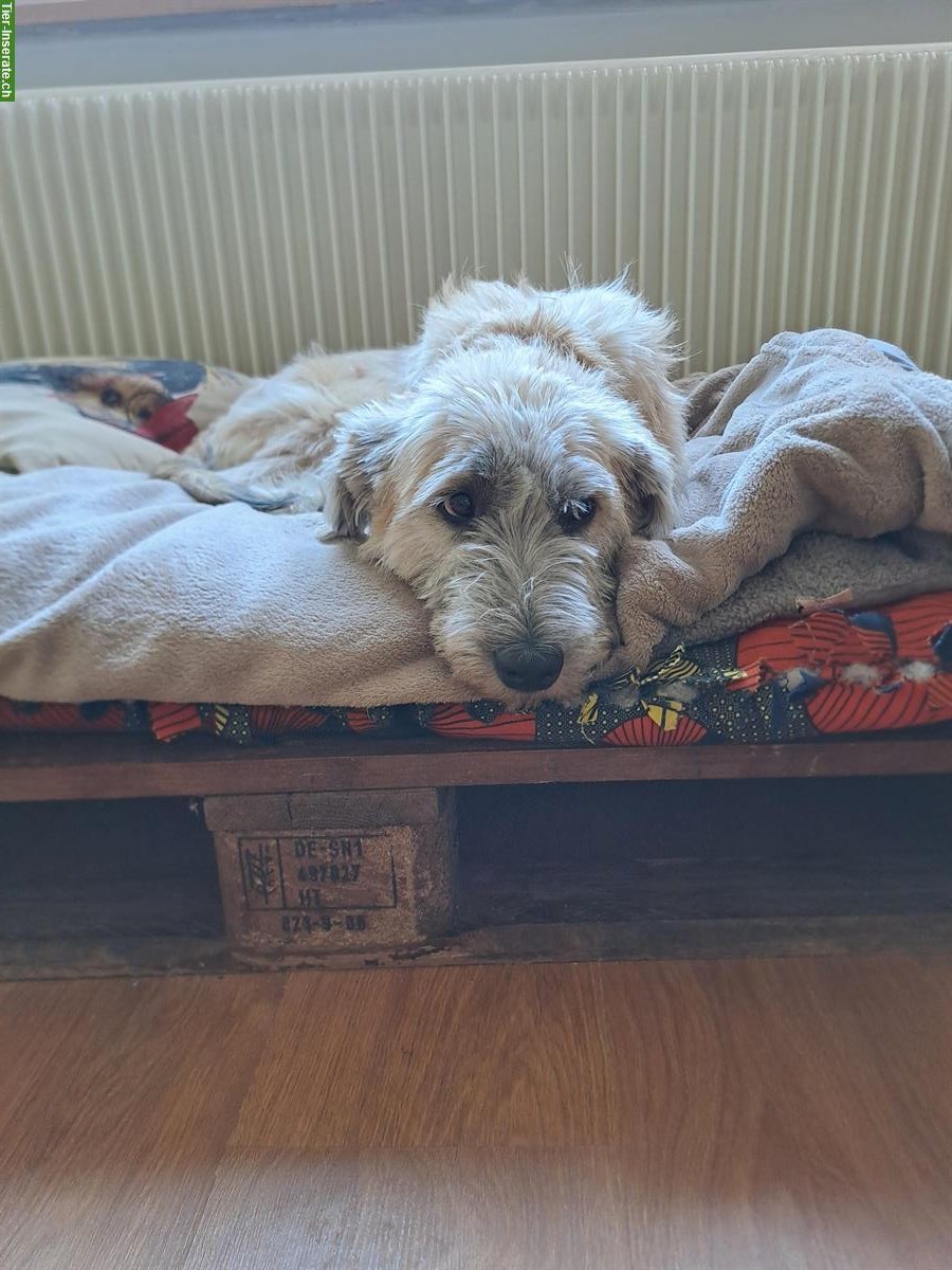 Bild 2: Lieber Junghund mit Potential sucht liebes Zuhause