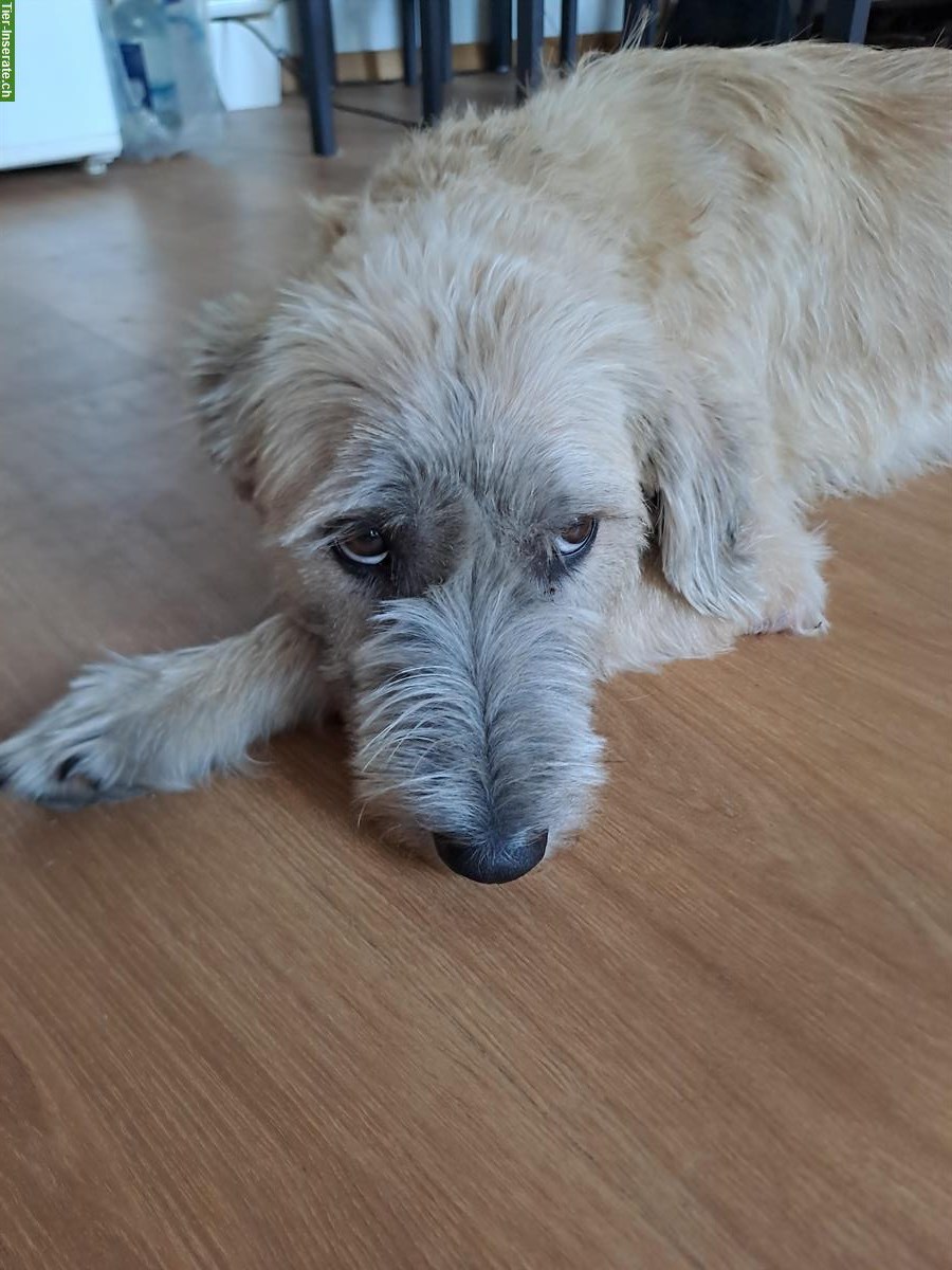 Bild 4: Lieber Junghund mit Potential sucht liebes Zuhause