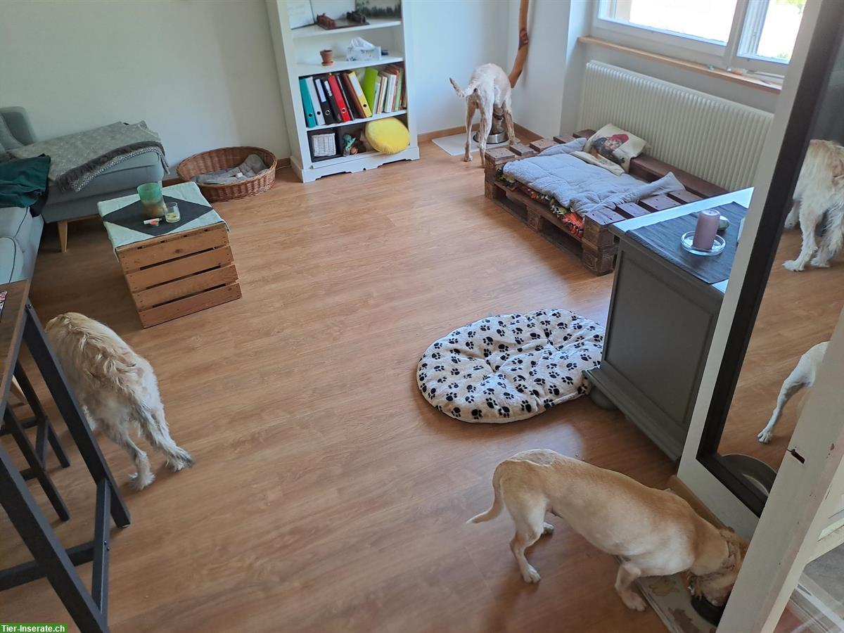 Bild 8: Lieber Junghund mit Potential sucht liebes Zuhause