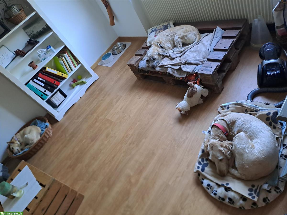 Bild 9: Lieber Junghund mit Potential sucht liebes Zuhause