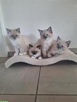 Reinrassige Ragdoll Katzen Kitten, 2 Monate alt