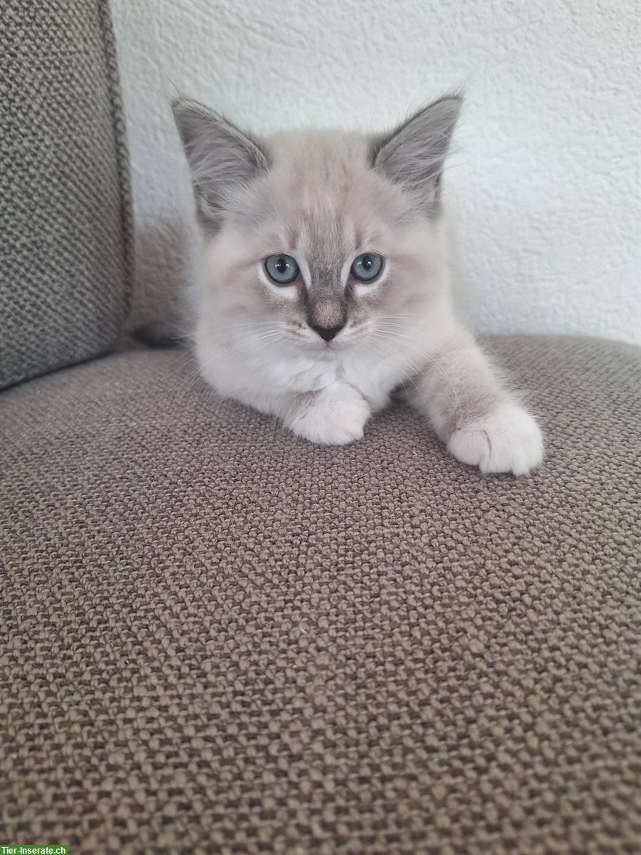 Bild 2: Reinrassige Ragdoll Katzen Kitten, 2 Monate alt