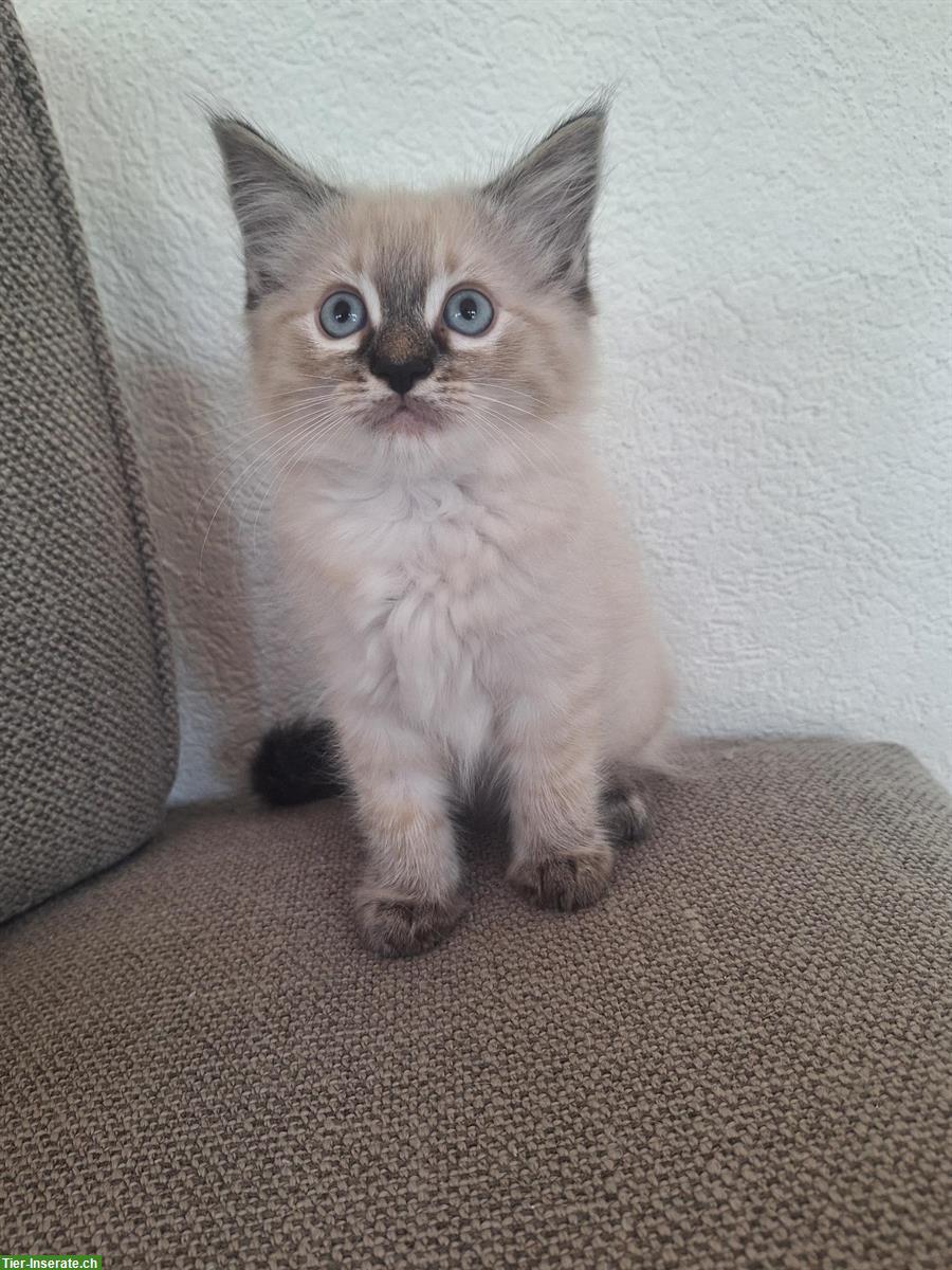 Bild 4: Reinrassige Ragdoll Katzen Kitten, 2 Monate alt