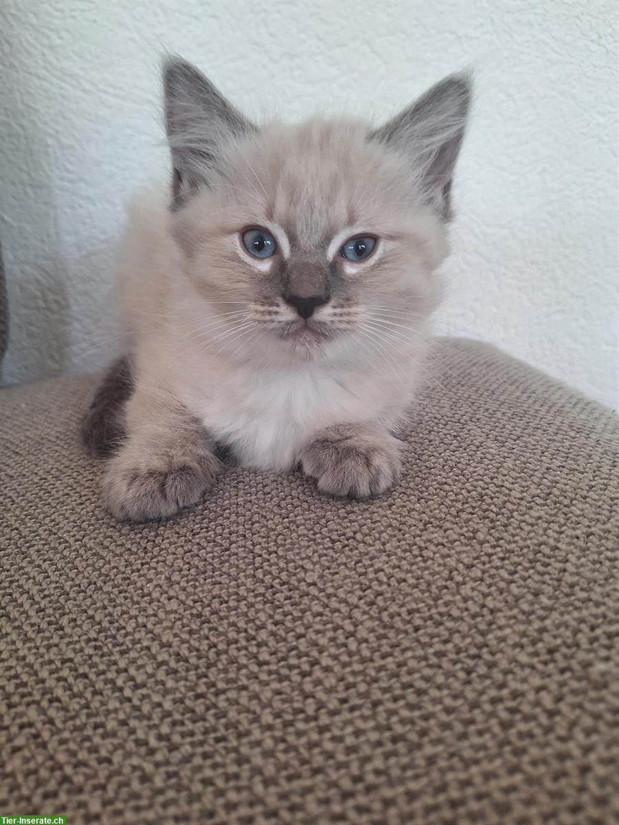 Bild 5: Reinrassige Ragdoll Katzen Kitten, 2 Monate alt