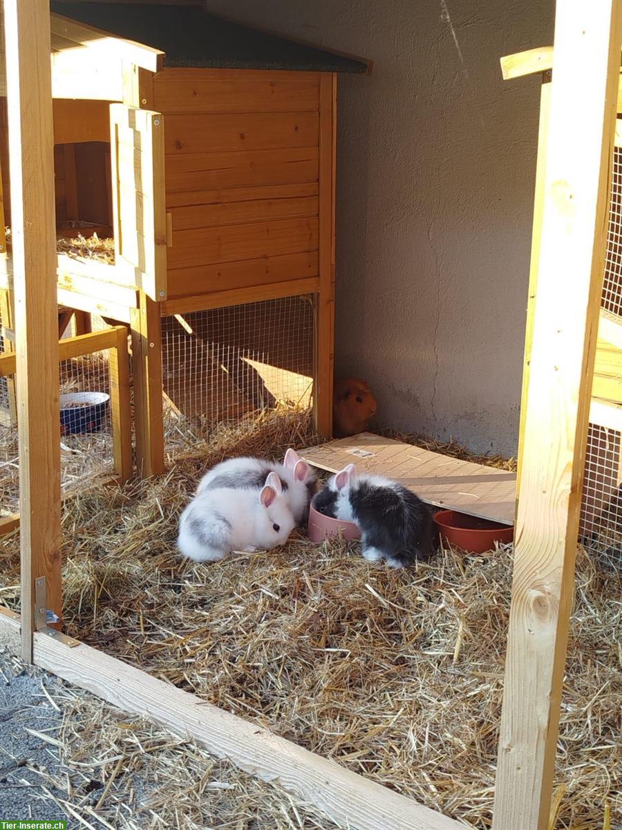Unsere Zwerghäsli und Meersüli suchen ein neues Zuhause