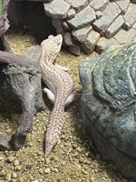 Leopardgecko Männchen GESUCHT