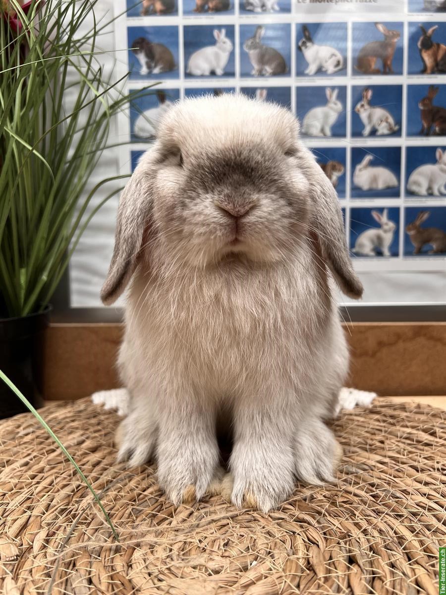 MiniLop Miniwidder Zwergkaninchen zu verkaufen