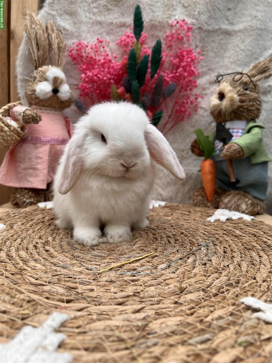 Bild 8: MiniLop Miniwidder Zwergkaninchen zu verkaufen
