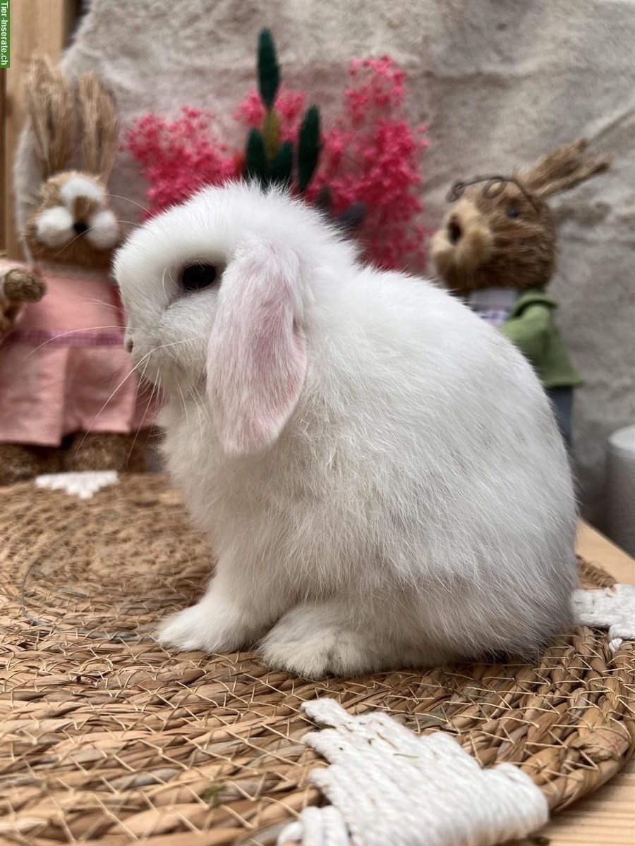Bild 9: MiniLop Miniwidder Zwergkaninchen zu verkaufen