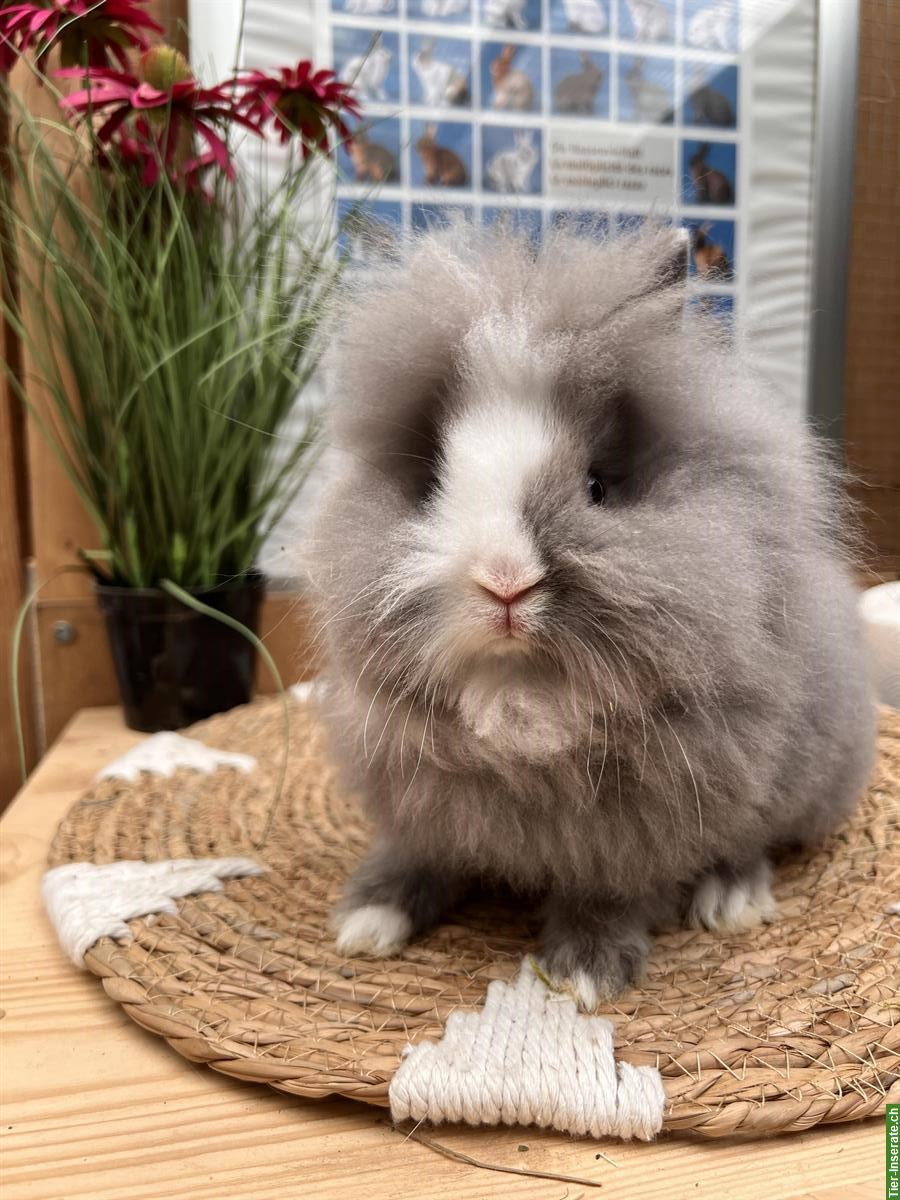 Bild 3: Reinrassig Mini - Löwenkopf Zwergkaninchen Rammler
