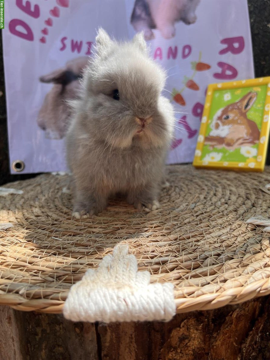 Bild 6: Reinrassig Mini - Löwenkopf Zwergkaninchen Rammler