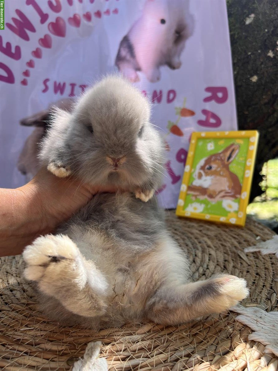 Bild 8: Reinrassig Mini - Löwenkopf Zwergkaninchen Rammler
