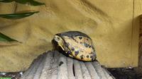 Cuora Picturata Paar Adult, Scharnierschildkröten