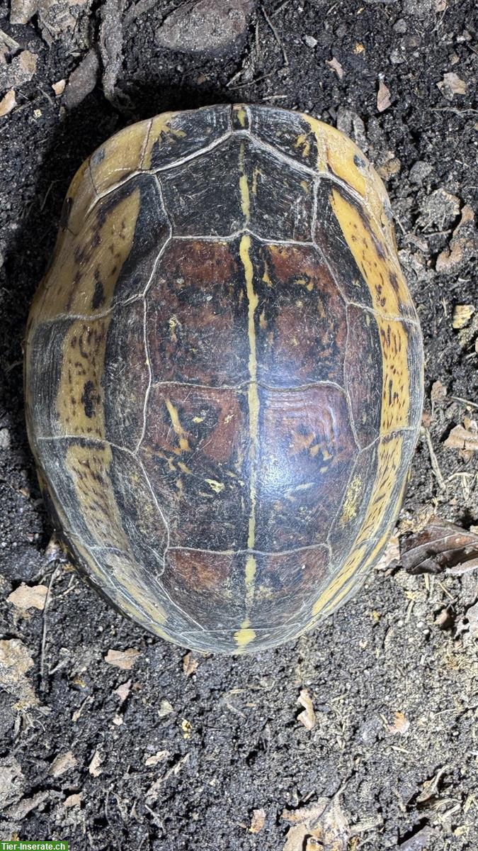 Bild 2: Cuora Picturata Paar Adult, Scharnierschildkröten