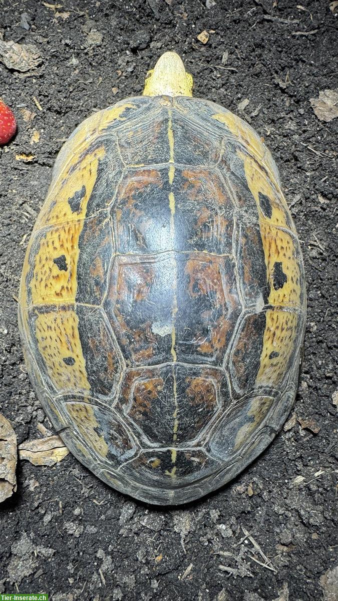 Bild 3: Cuora Picturata Paar Adult, Scharnierschildkröten