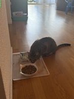 Weibliche Katze sucht neues Zuhause 🐱❤️