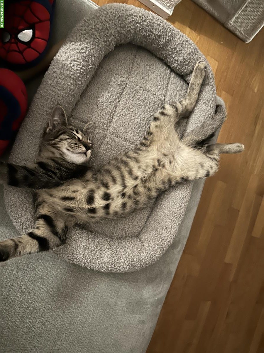 Bild 2: Weibliche Katze sucht neues Zuhause 🐱❤️