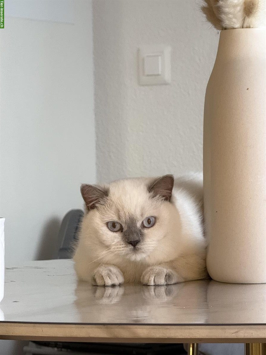 Wunderschöne BKH Katze sucht ein Zuhause